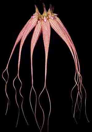Cirrhopetalum Eilzabeth Ann �Buckleberry� FCC/AOS <br /> (longissimum x rothschildianum)