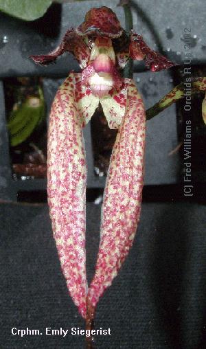 Cirrhophyllum Emly Siegerist  1427H  <br /> (Elizabeth Ann X lasiochilum )