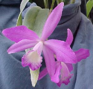Cattleya intermedia X Laelia fidelensis  1472H