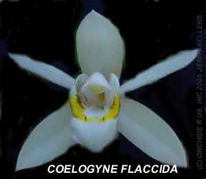 Coelogyne flaccida