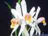 Coelogyne viscosa   413S