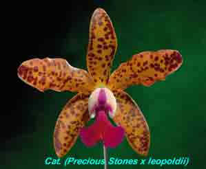 Slc Precious Stones x Cat. leopoldii  1546H