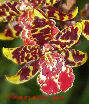 Odontocidium Wildcat 'Jaguar'