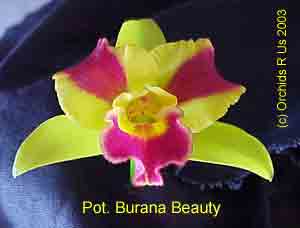 Potinara Burana Beauty