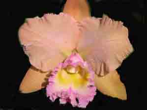 Potinaria (Erin Kobayashi X Marlene Lundquist)  1695H