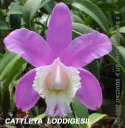 Cat ( loddigessii X Memoria Robert Strait )   1697H