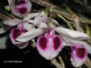 Dendrobium anosmum 'semi alba' 