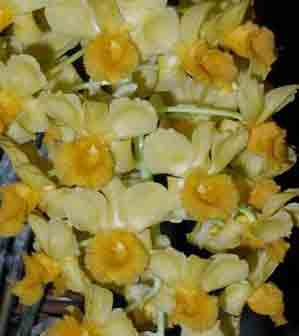 Dendrobium densiflorum