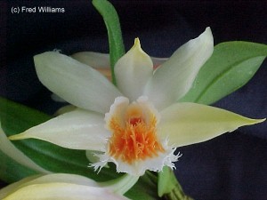 Dendrobium draconis 587B