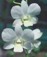 Dendrobium Emma Belle 'White' 