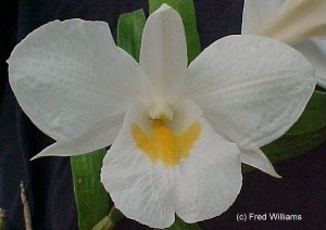 Dendrobium formosum