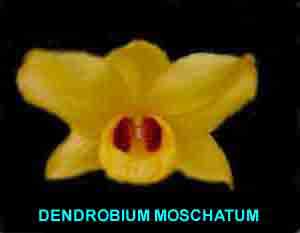 Dendrobium moschatum 