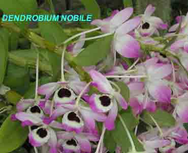 Dendrobium nobile