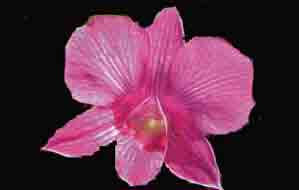 <b>Dendrobium Pink Zebra </b> 