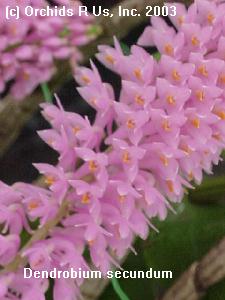 Dendrobium secundum