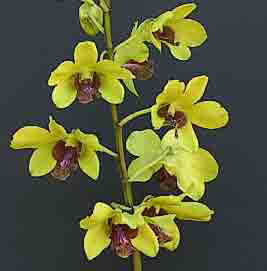 <b>Dendrobium Thongchai Gold </b> 