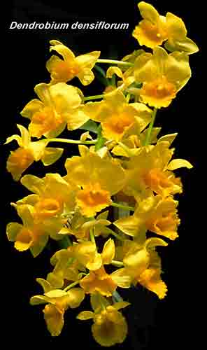 Dendrobium densiflorum 847B