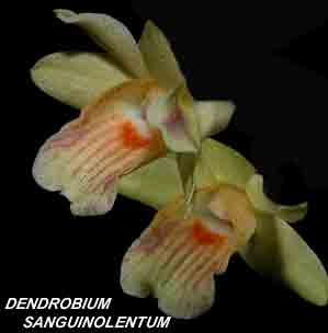 <b>Dendrobium sanguinolentum </b> 