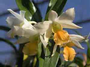 Dendrobium Thai Jasmine