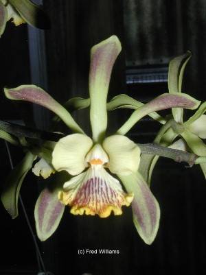 Encyclia alata Var. Majus