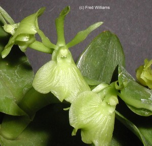 Encyclia difforme