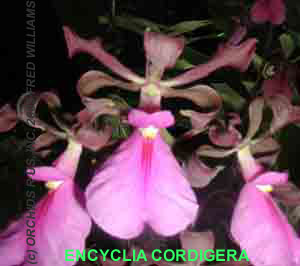 Xylobium squalens