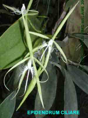 Epidendrum ciliare