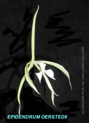 Epidendrum oerstedii