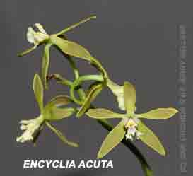 Encyclia acuta
