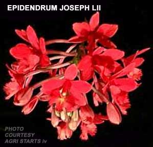 Epidendrum Joseph Lii   805H