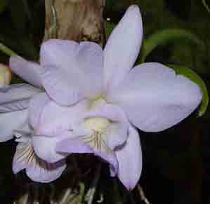 Cattleya nobilior v amalie x self  F5104