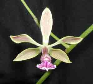 Encyclia maderoi x self  F5078