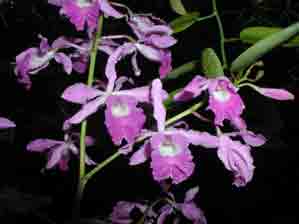 Schomburgkia galeottiana x self  F5059