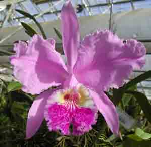 Cattleya lueddemannia x self