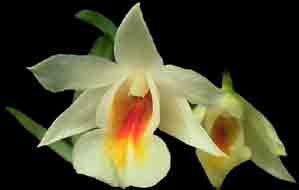 Dendrobium chrystianum x self  F5100
