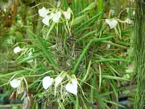 Brassavola nodosa �Susan Fuchs� x out  F5111
