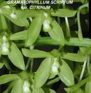 Grammatophyllum scriptum var citrinum
