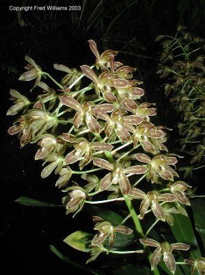 Grammatophyllum scriptum