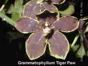 Grammatophyllum Tiger's Paw