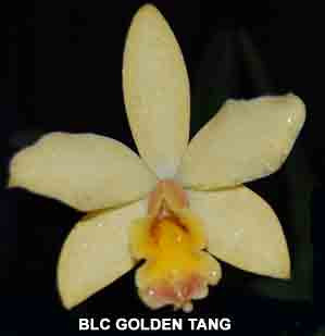 Blc Golden Tang  895h