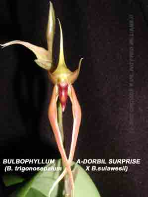 Photo of the  Bulbophyllum hybrid Bulb. A-doribil Surprise (B. trigonosepalum X B.sulawesii)