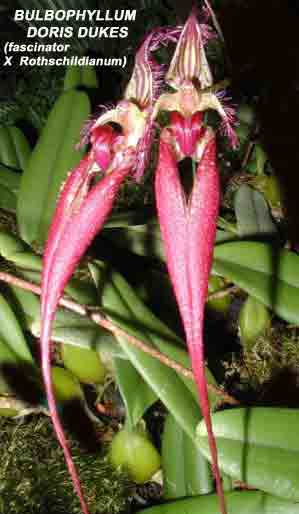 Photo of Bulbophyllum Doris Dukes