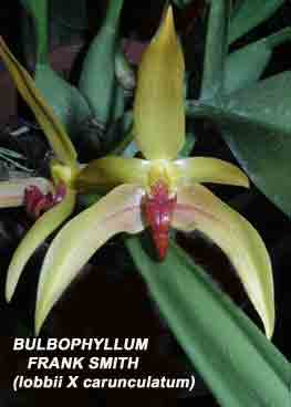 Photo of Bulbophyllum Frank Smith  (Bulbo. lobbii X Bulbo carunculatum)