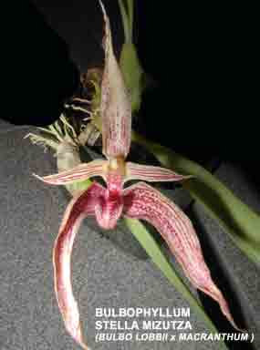 Photo of Bulbophyllum Stella Mizuta (Bulbo. lobbii X macranthum)