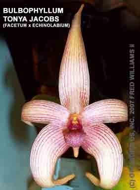 Photo of Bulbophyllum Tonya Jacobs <br />(Bulbo. facetum X echinolabium)