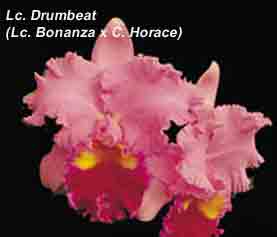  Lc Drumbeat 'Triumph' AM/AOS