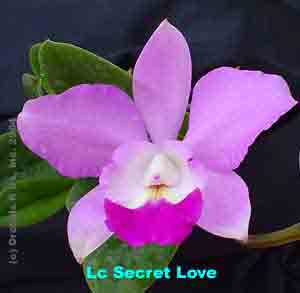 Lc Secret Love