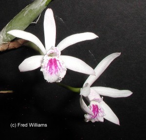 Laelia lundii