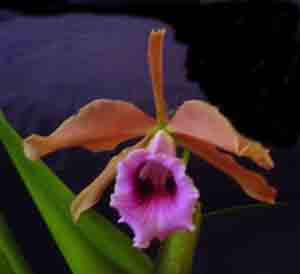 Laelia tenebrosa