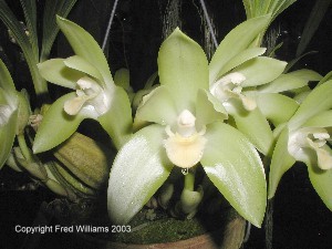 Lycaste ciliata